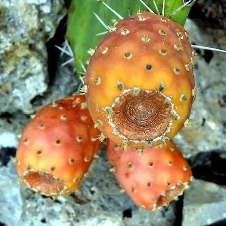 Al Capretto D'oro Ξενοδοχείο