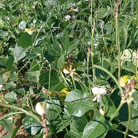 Ξενοδοχείο Al Capretto D'oro Leporano